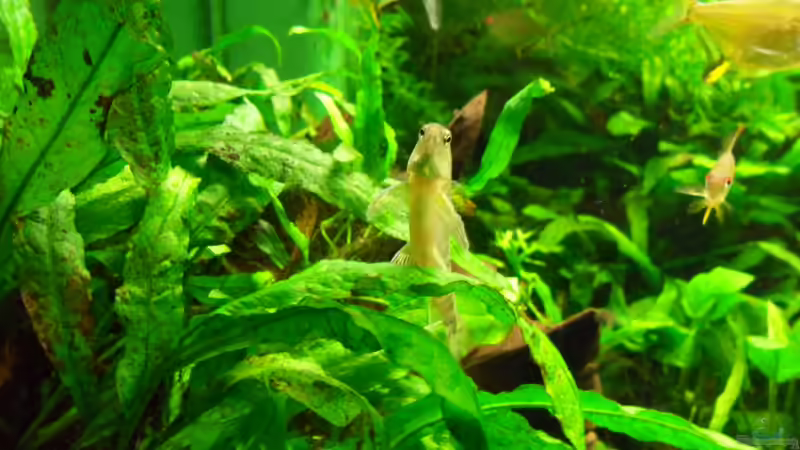 Bodensalmler macht Männchen von Bungi (50)