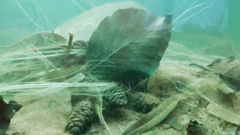 Bodenschicht - 25.08.20 von - Stephen - (5)