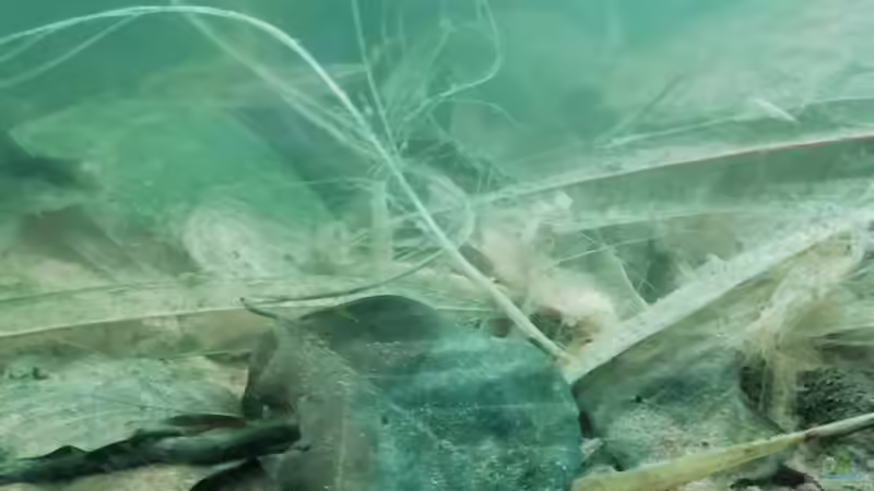 Bodenschicht - 25.08.20 von - Stephen - (6)