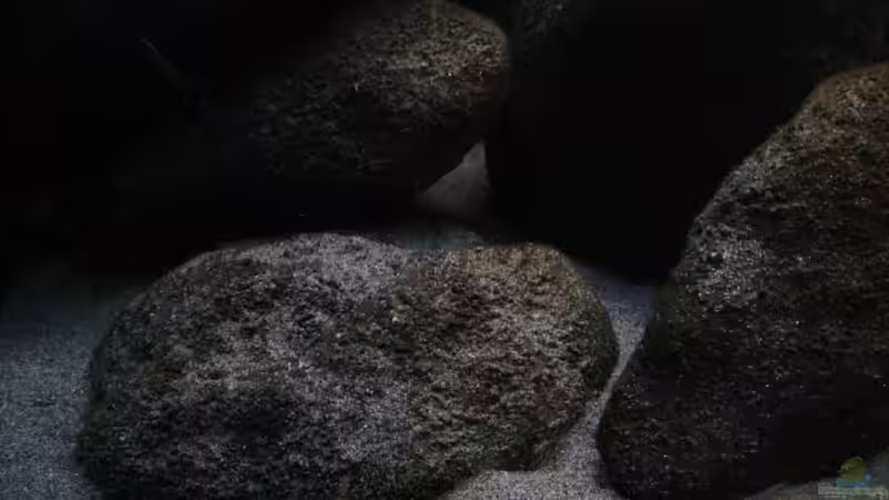 Bodensteine mit dem simuliertem Sediment Grund von Florian Bandhauer (40)