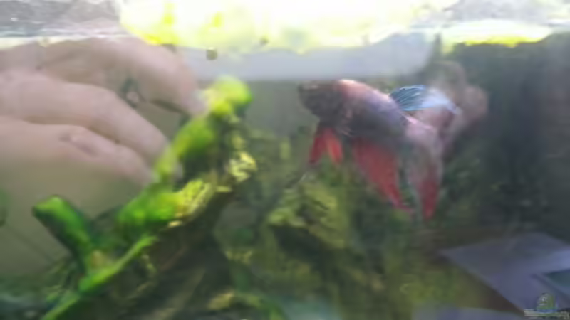 Bodo :* von Pascal Quellbrunn (2)