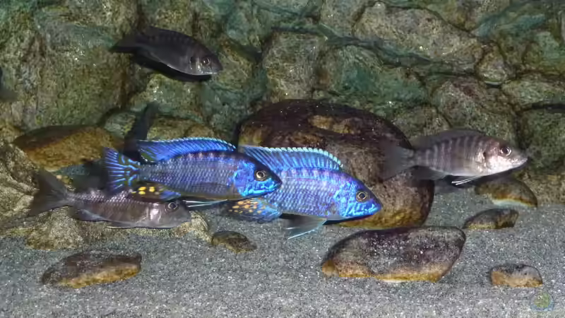 Böcke aus dem Aulonocara-Kindergartenbecken, Jänner 2015 von DER YBBSTALER (103)