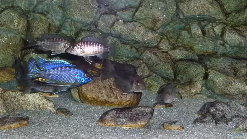 Böcke aus dem Aulonocara-Kindergartenbecken, Jänner 2015 von DER YBBSTALER (104)