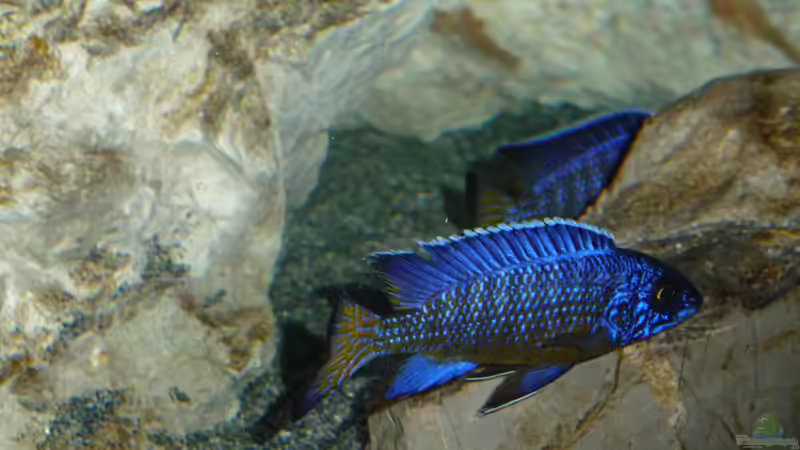 Böcke2 05.11.2013 von DER YBBSTALER (58)