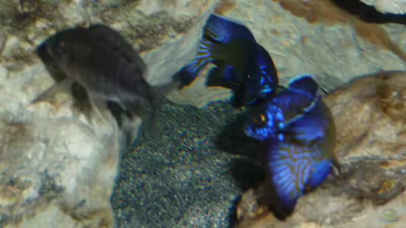 Böcke3 05.11.2013 von DER YBBSTALER (59)