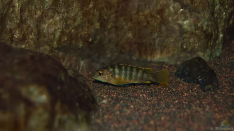 Böse schauen geglückt! von Christian Schlüter (21)