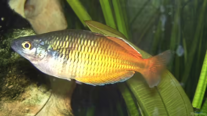 Boesemani Männchen (momentan allein) von Sascha Houben (4)