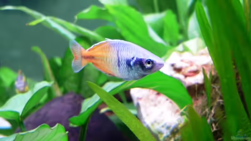 Boesemani-Männchen von Boesemani-Fan (3)