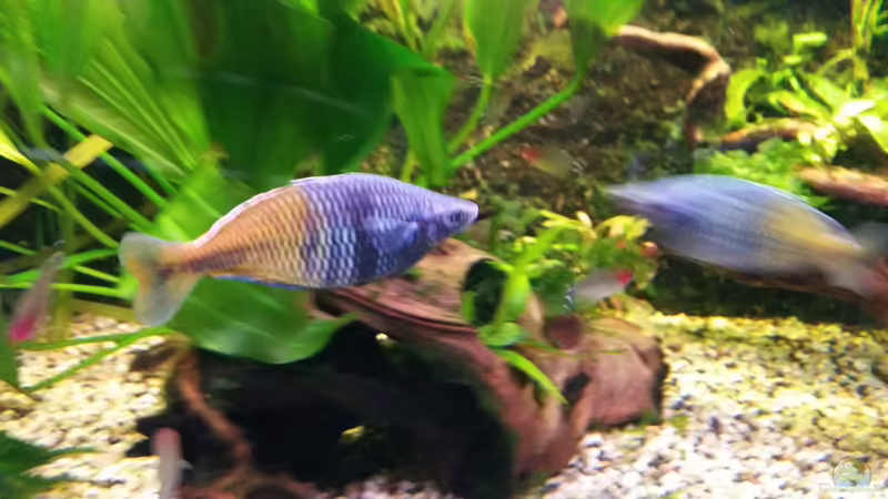 Boesemani Männchen von Gigi (31)