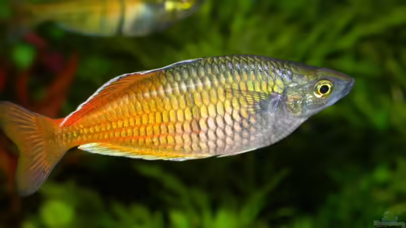 Boesemani-Männchen von Susanne Schmohl (43)