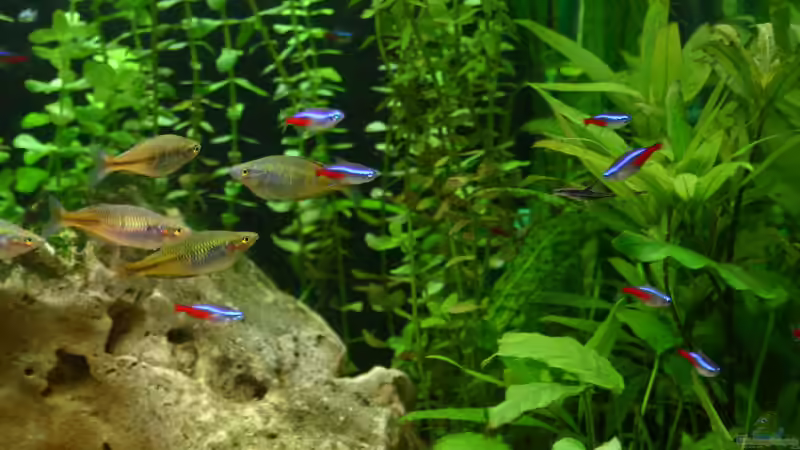 Boesemani und Neontetra von Stephan Münker (11)