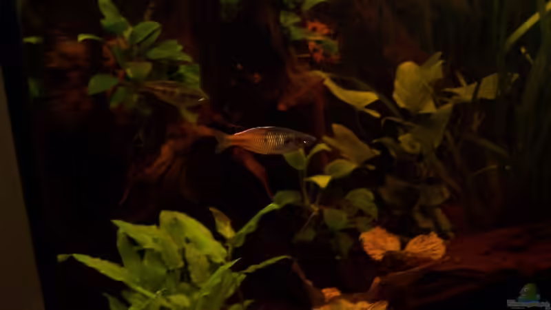 boesemani von René Schouwenaars (8)