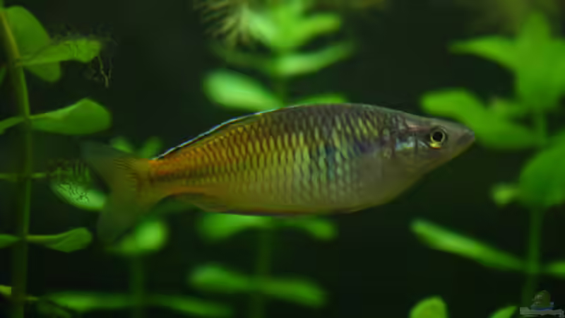 Boesemani von Stephan Münker (10)