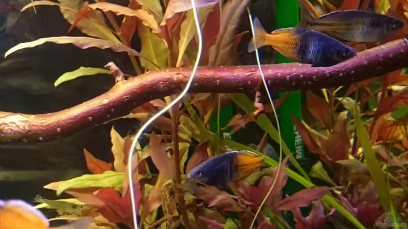 Boesemanis, oben gut zu sehen die Schwimmpflanzen, Wasserlinsen und Muschelblumen... von rainbow2010 (8)