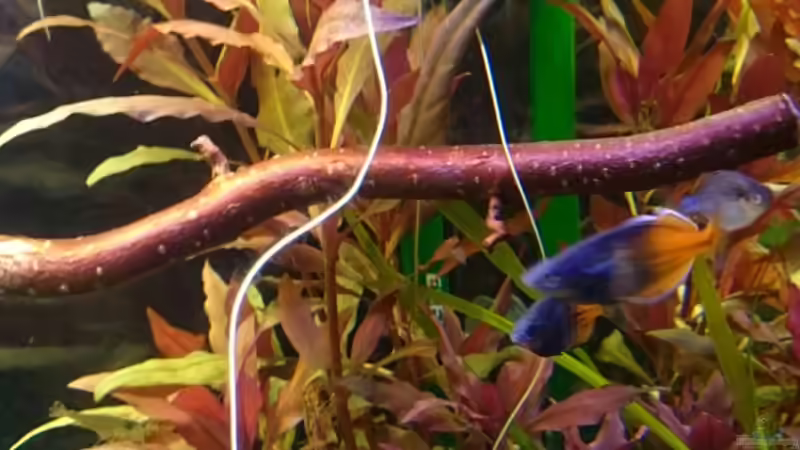 Boesemanis über Javamoos, habe beobachtet, dass sie sich meistens dort aufhalten... von rainbow2010 (7)