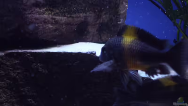 Böses Bemba Mädel von Niklot (9)