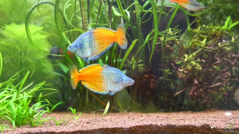 Boesmani beim balzen von Schmausi (12)