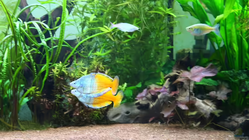 Boesmani beim balzen von Schmausi (13)