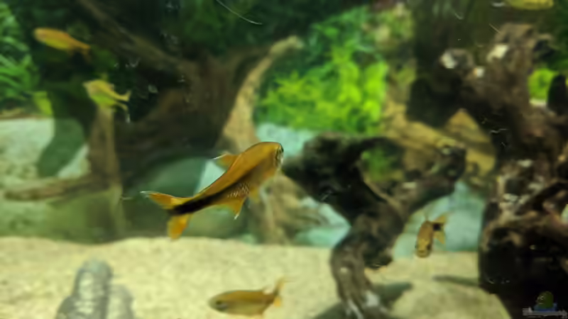 Bogensalmler (09.06.2020) von Ameisenalex (69)