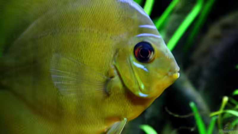 ***Boh, Lilo und Stitch tanzen schon wieder Tango!*** von Sue (48)