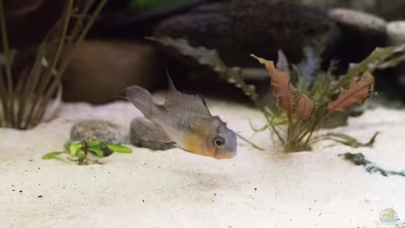 Bol. Schmetterlingsbuntbarsch (m) von Fäbi_CH (29)