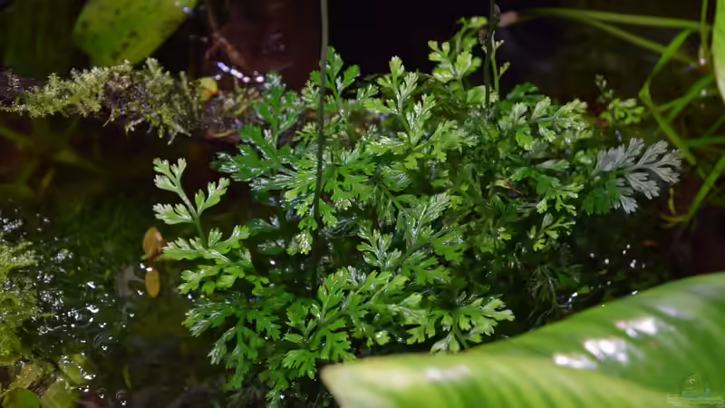 Bolbitis difformis  von Junglist (29)