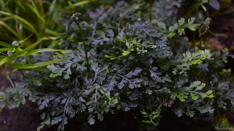 Bolbitis difformis von Junglist (37)