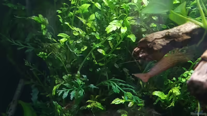 Bolbitis heteroclita im Aquarium (Einrichtungsbeispiele mit Geschwänzter Wasserfarn)