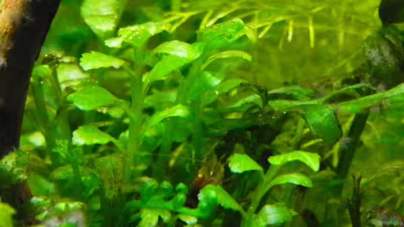 Bolbitis heteroclita von YoshiMaus (5)