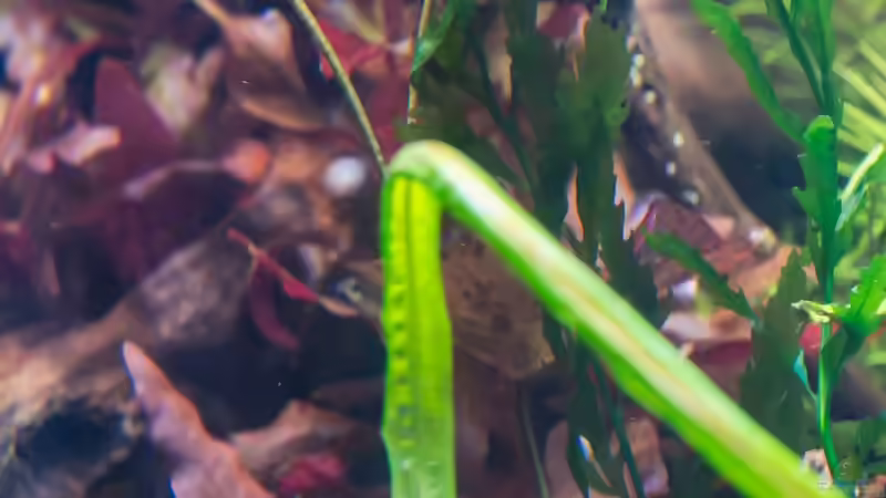 Bolbitis heudeloti 22.07.15 von Betta Chris (63)