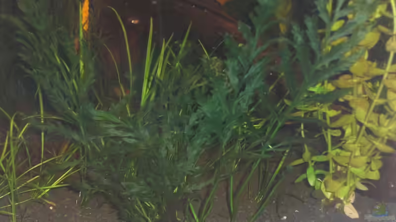 Bolbitis heudelotii- Kongo Wasserfarn von Malawi TOM (5)