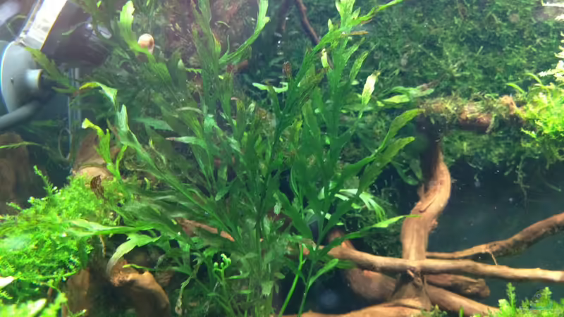 Bolbitis heudelotii  von Walde (42)