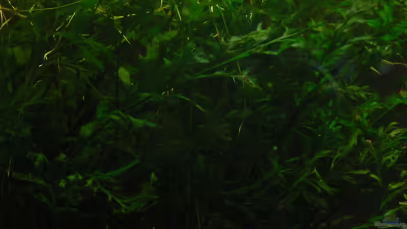 Bolbitis heudelotii  von Zapfenmanderl (28)