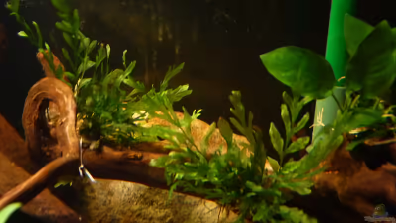 Bolbitis heudelotii im Aquarium pflanzen (Einrichtungsbeispiele mit Kongo-Wasserfarn)