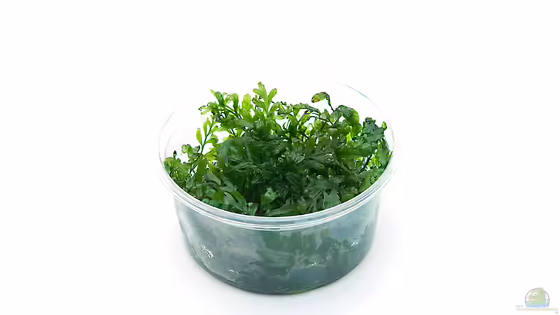 Bolbitis heudelotii In vitro Quelle: InVitro-Shop.de von Marcel Reiter (19)