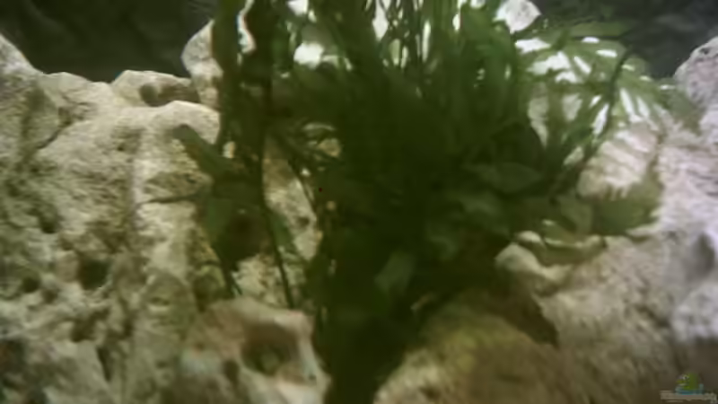 Bolbitis heudelotii Kongo-Wasserfarn von Armin Lange (3)