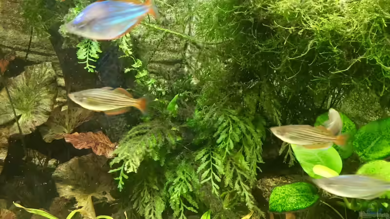 Bolbitis heudelotii und Helanthium vesuvius von H.T. (16)