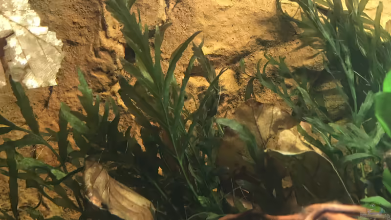 Bolbitis heudelotii von Bessey (5)