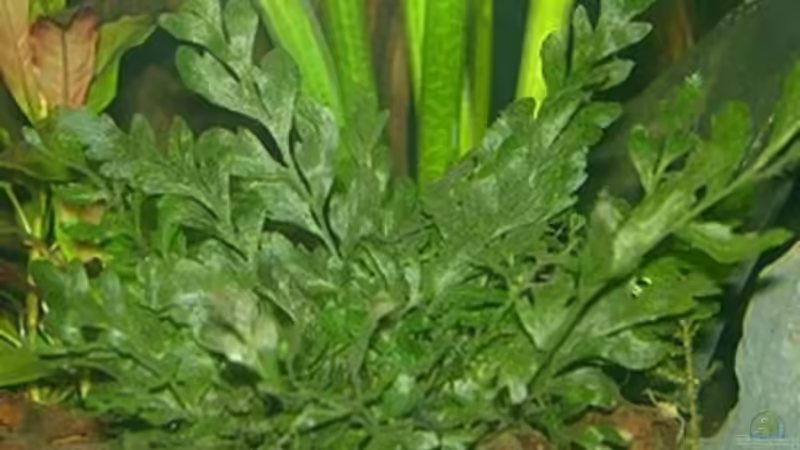 Bolbitis heudelotii von Harald Charzinski (8)