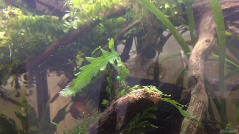 Bolbitis heudelotii von Harald Kästner (24)