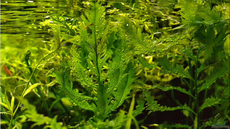 Bolbitis heudelotii von hotwheelz (17)