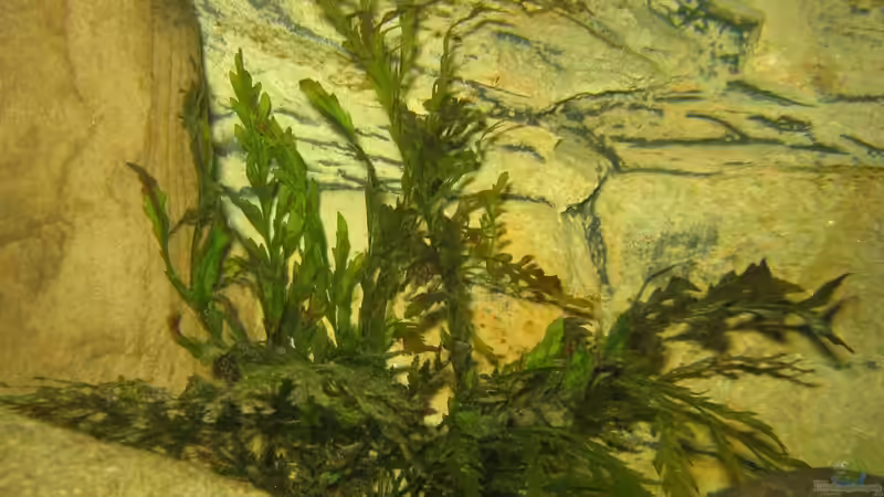 Bolbitis heudelotii von Misanthrop (2)