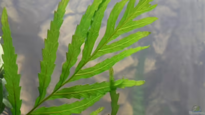 Bolbitis heudelotii von Philip Richter (3)