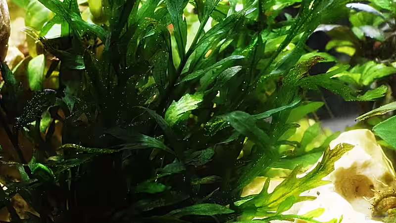 Bolbitis heudelotii von Sarah_Schneider (16)