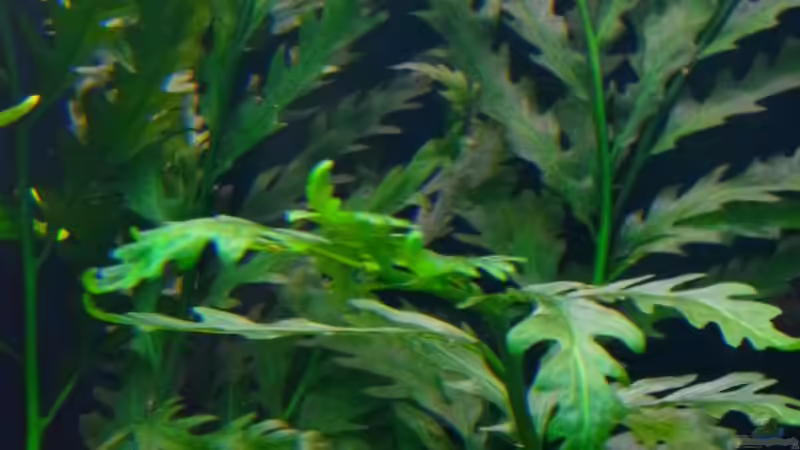 Bolbitis heudelotii im Aquarium pflanzen (Einrichtungsbeispiele mit Kongo-Wasserfarn)