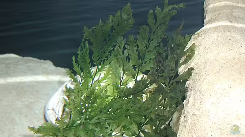 Bolbitis heudelotii im Aquarium pflanzen (Einrichtungsbeispiele mit Kongo-Wasserfarn)