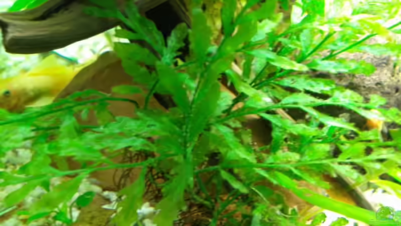 Bolbitis von Aquarienfreund44 (14)