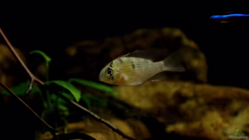 Boliianischer Schmetterlingbuntbarsch von Thomas S-H (9)