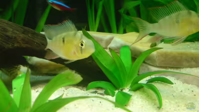 Boliv. Schmetterlingsbuntbarsch von Marcel Beilfuss (8)