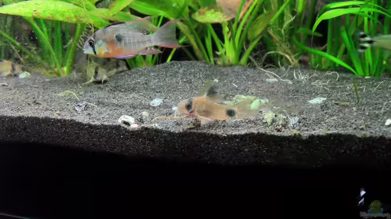 Bolivianer, Pandapanzerwels,... von Jan S. (29)